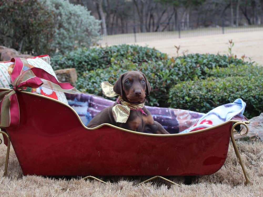 6 week old Doberman pinscher puppy