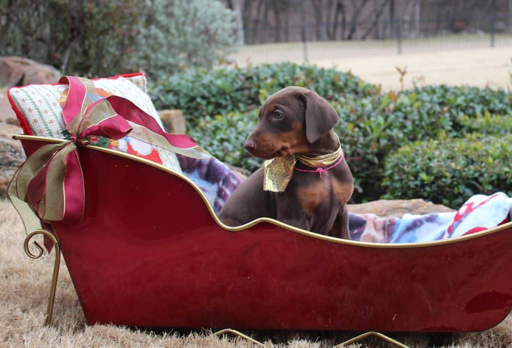 6 week old Doberman pinscher puppy