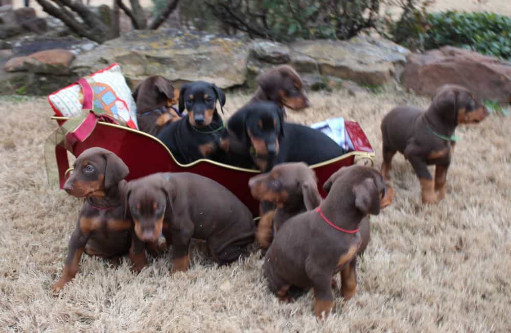 6 week old Doberman pinscher puppies