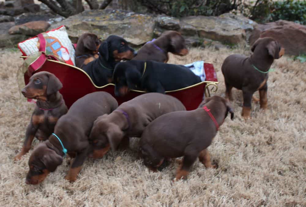 6 week old Doberman pinscher puppies