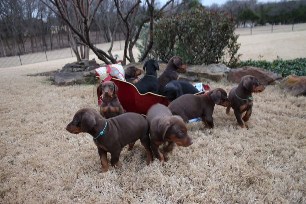 6 week old Doberman pinscher puppies