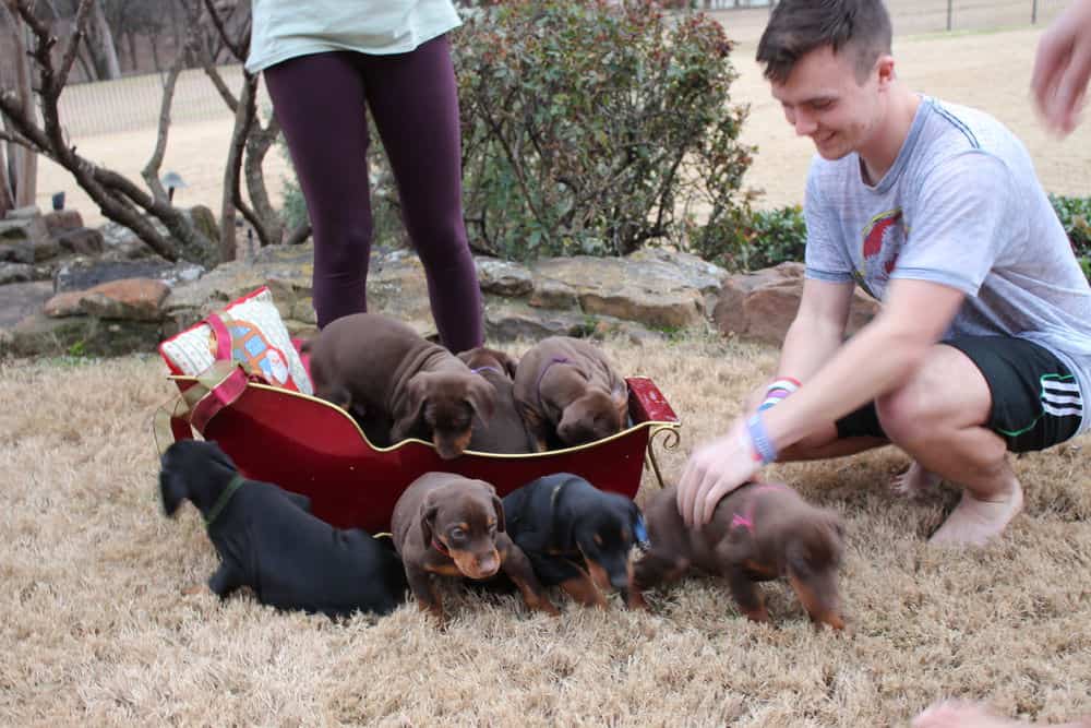 6 week old Doberman pinscher puppies