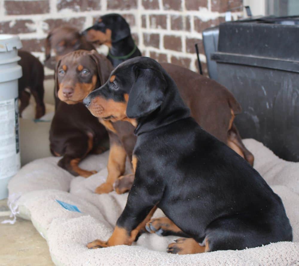 6 week old Doberman pinscher puppies