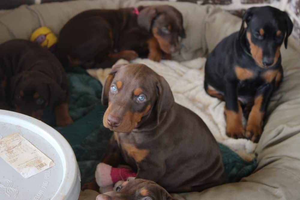 6 week old Doberman pinscher puppies