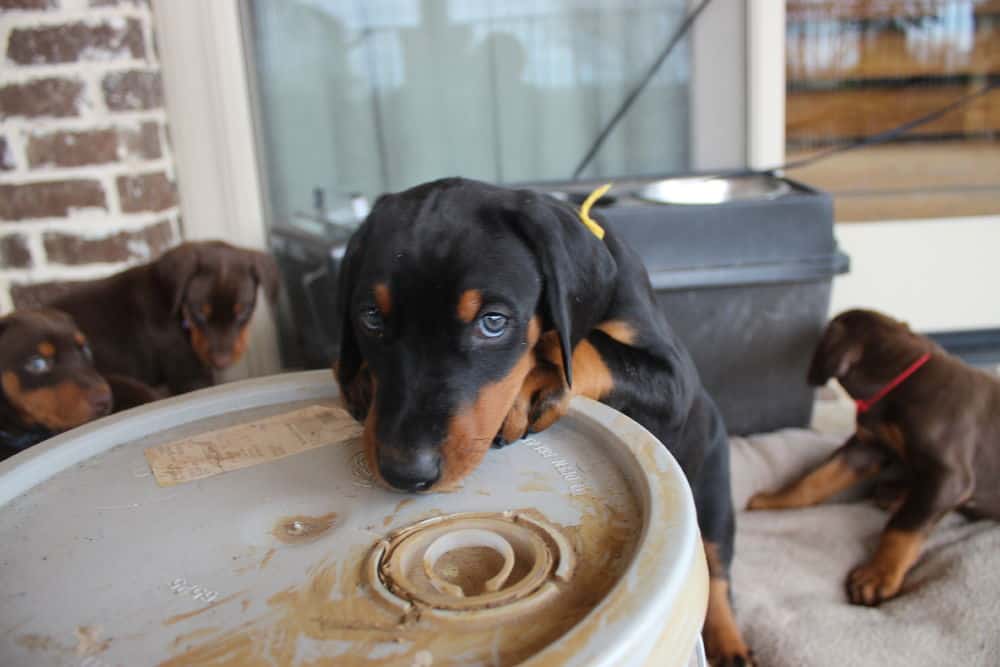 6 week old Doberman pinscher puppies