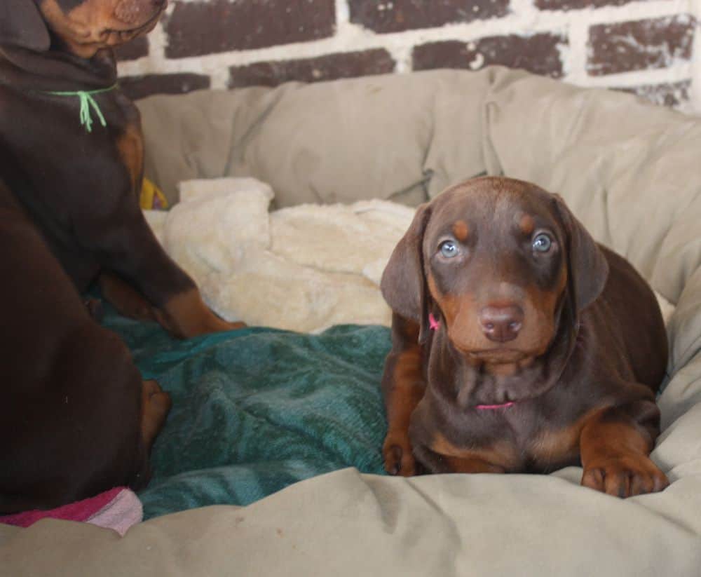 6 week old Doberman pinscher puppies