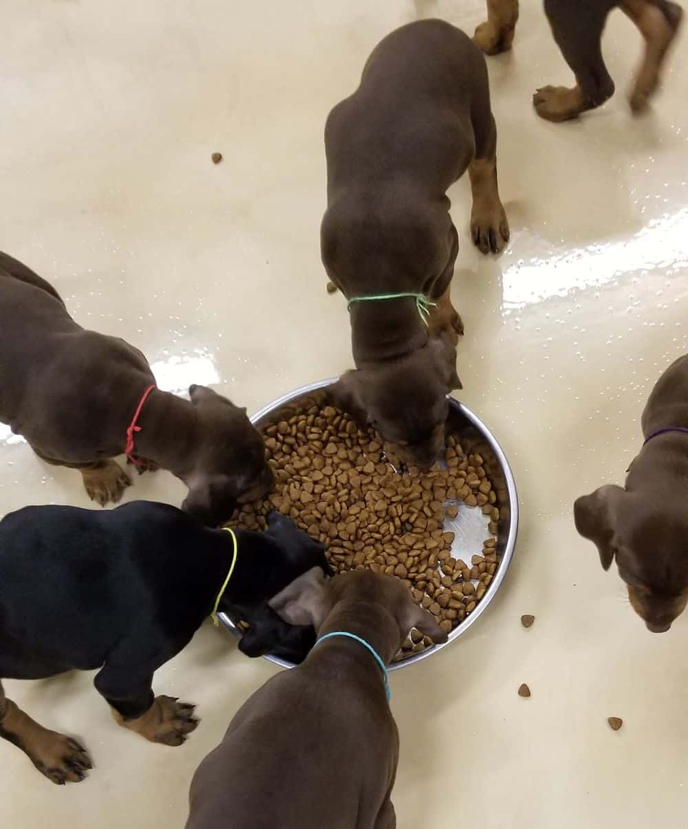 6 week old Doberman pinscher puppies