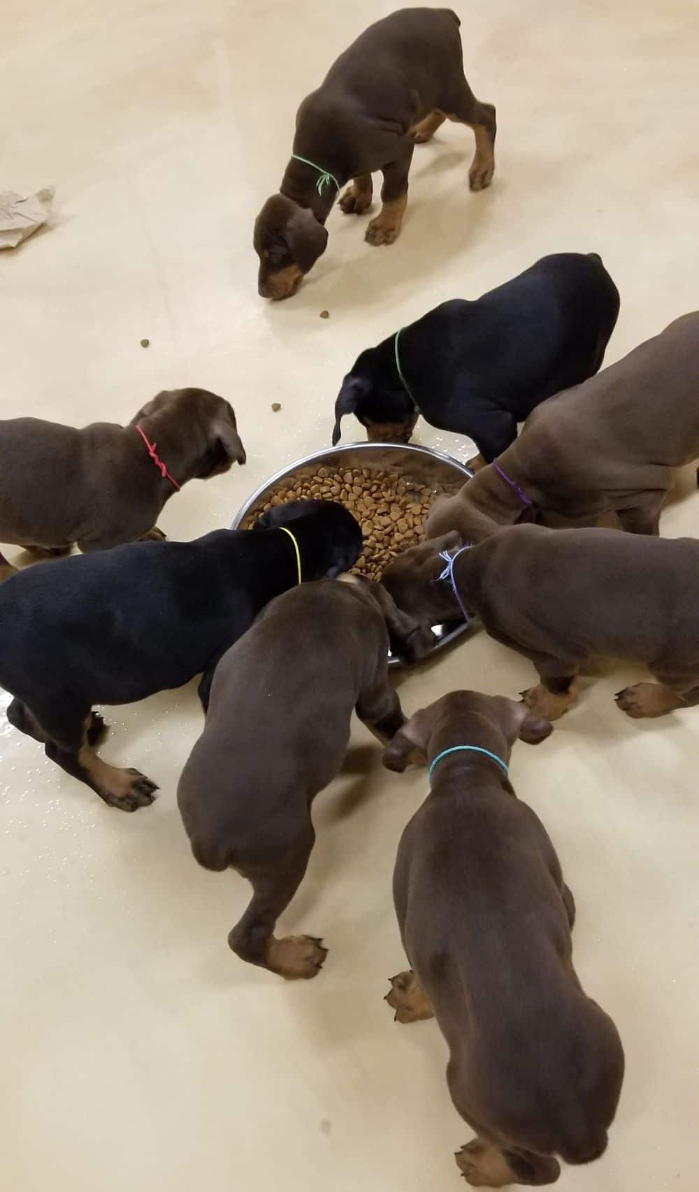 6 week old Doberman pinscher puppies