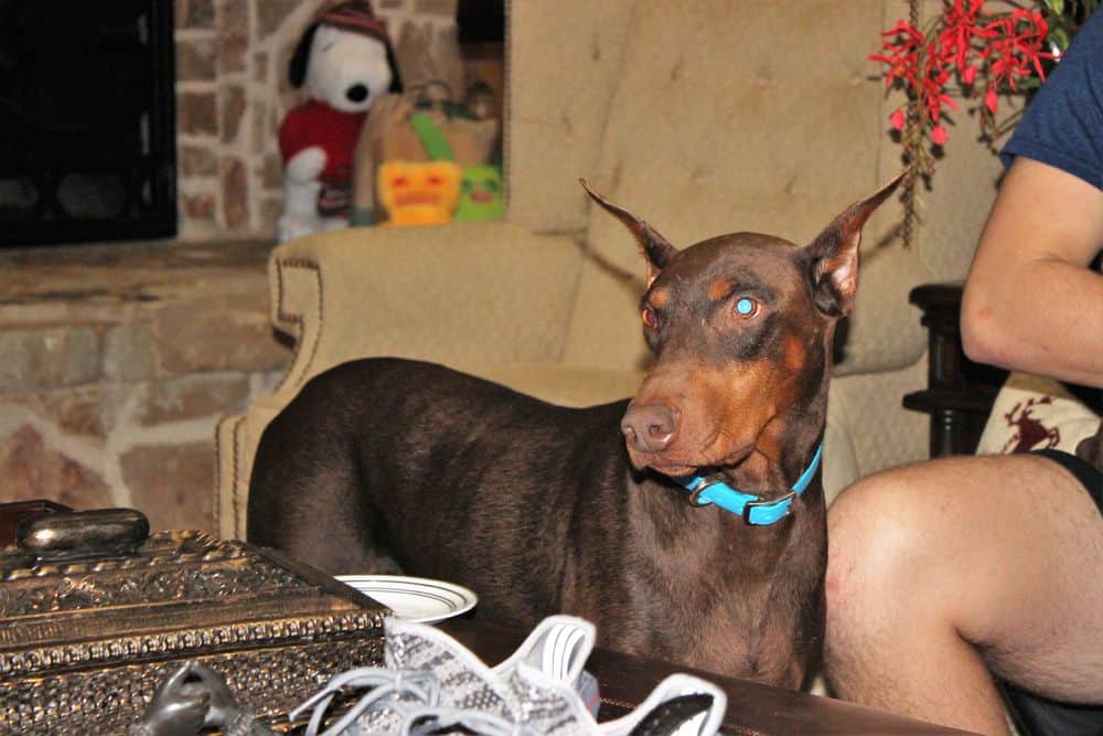 Doberman pinscher male puppy