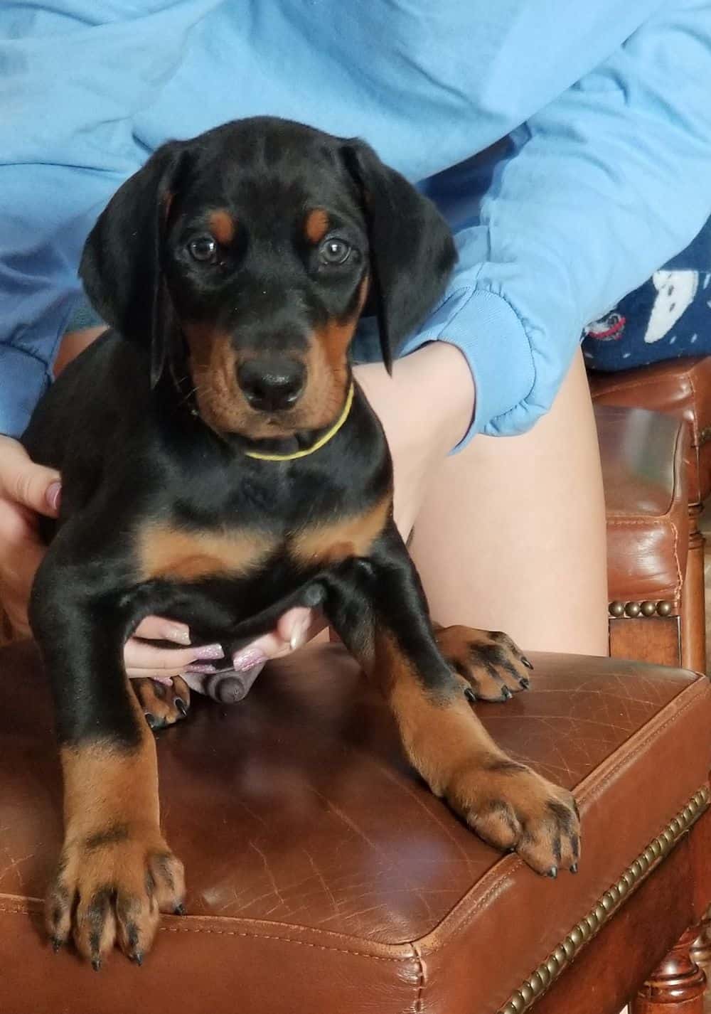 Doberman pinscher male puppy