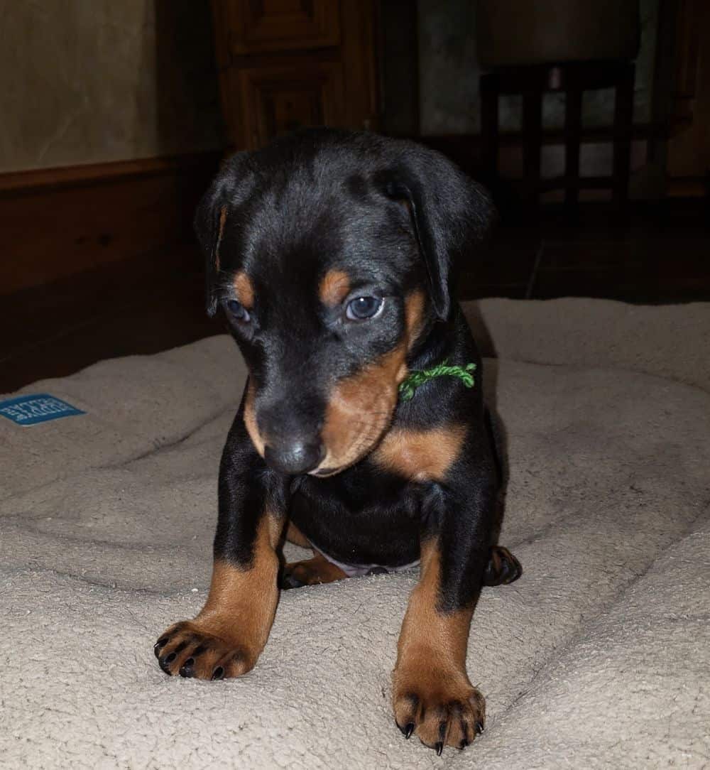 4 week old Doberman pinscher puppy