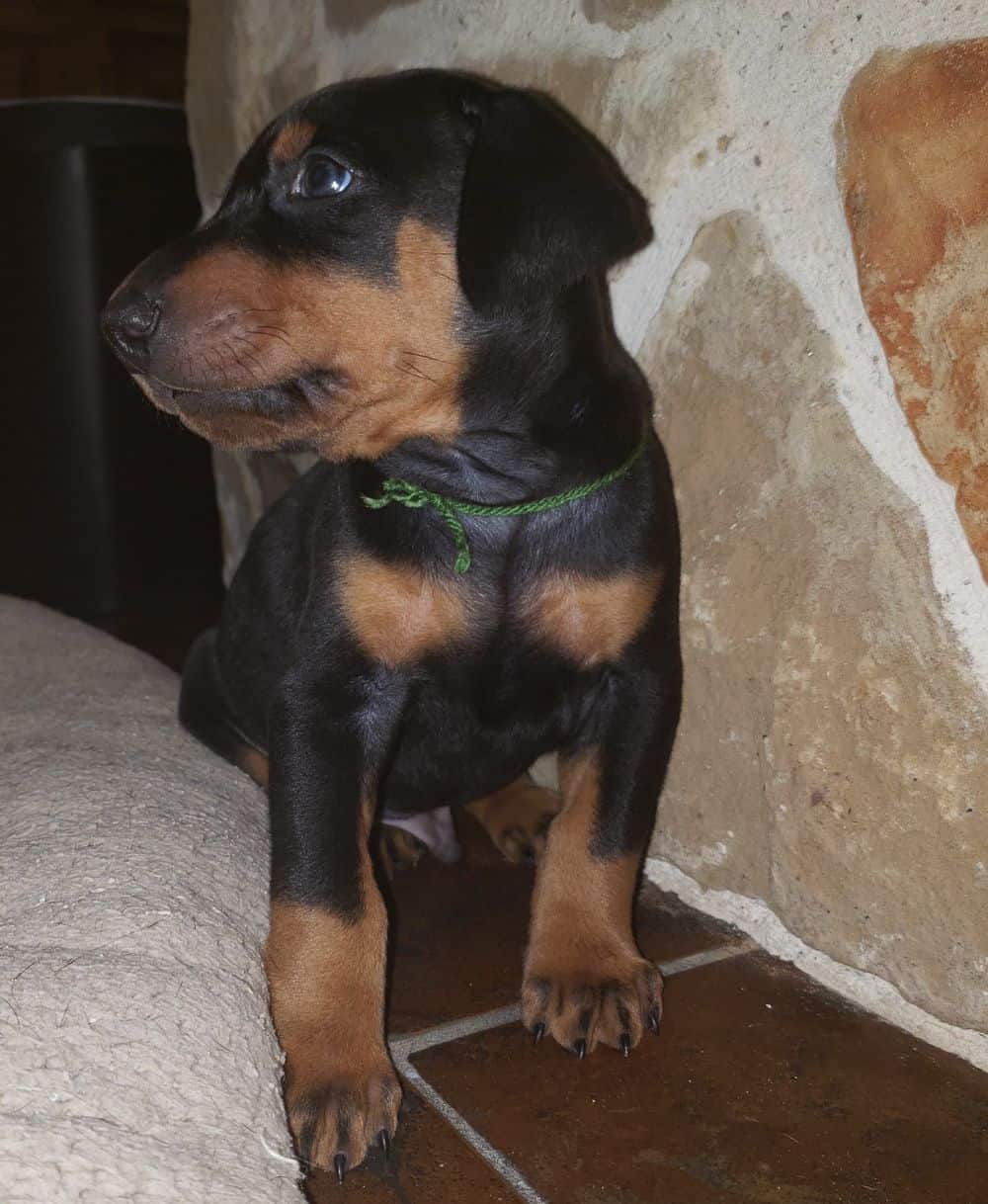 4 week old Doberman pinscher puppy