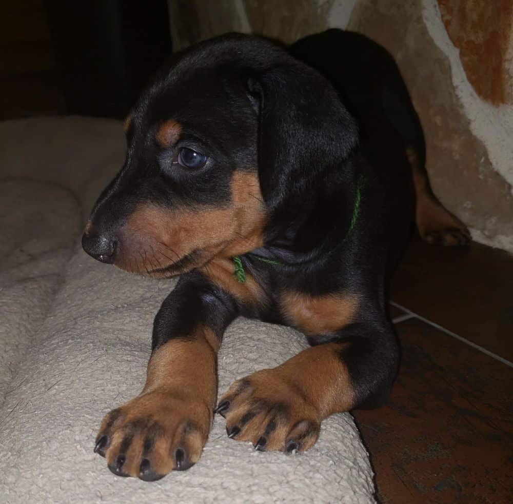 4 week old Doberman pinscher puppy