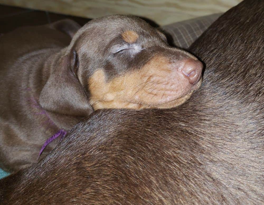 4 week old Doberman pinscher puppy