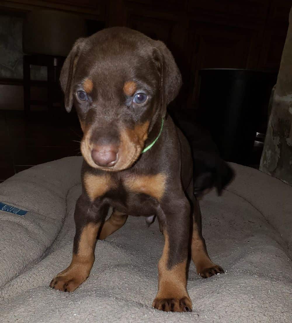 4 week old Doberman pinscher puppy