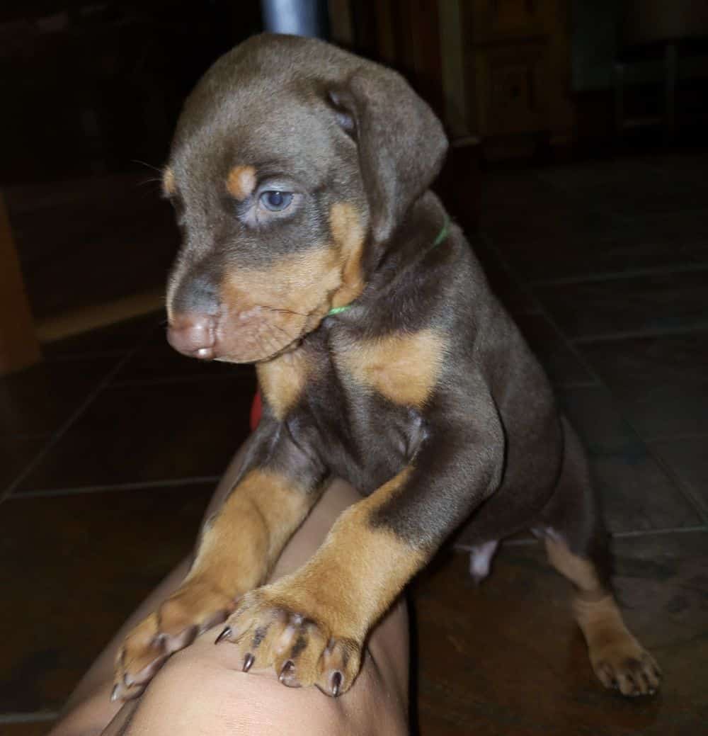 4 week old Doberman pinscher puppy