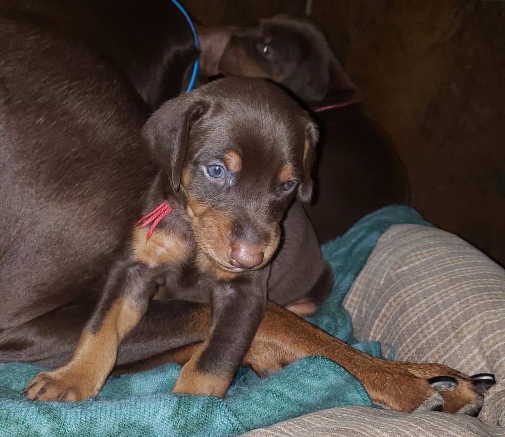 4 week old Doberman pinscher puppy