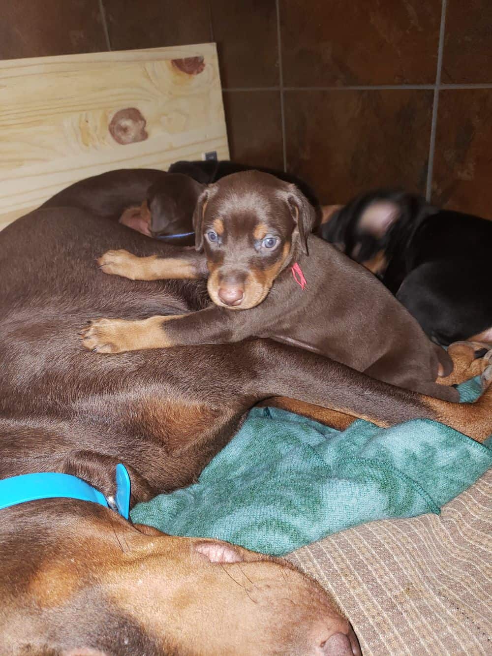 4 week old Doberman pinscher puppy