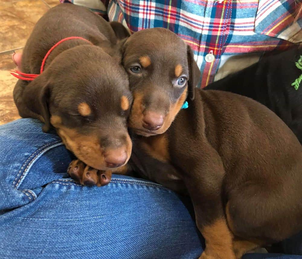 4 week old Doberman pinscher male puppies