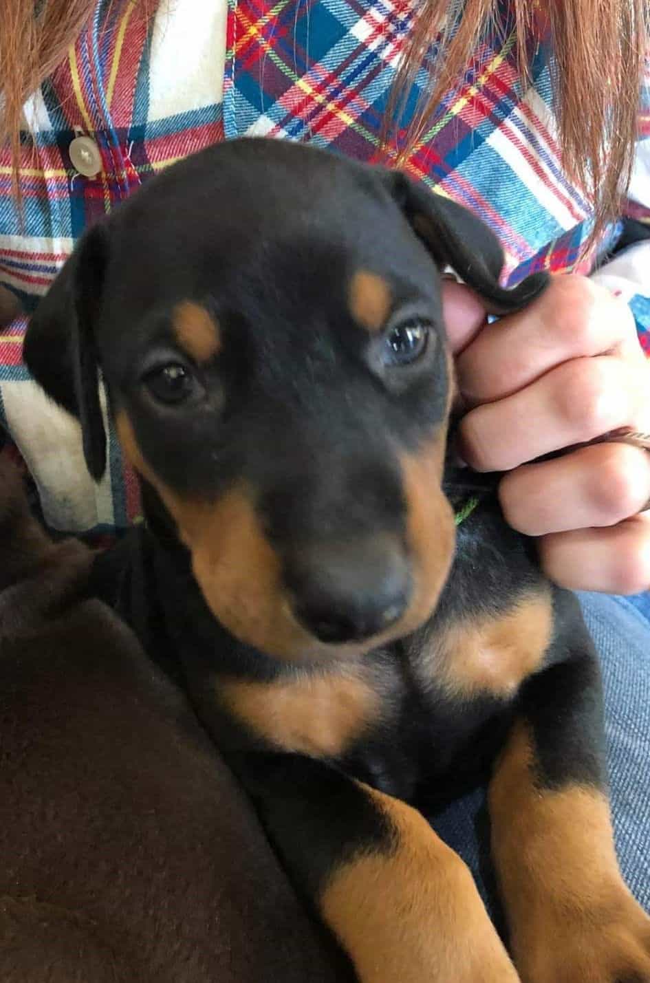 4 week old Doberman pinscher male puppies