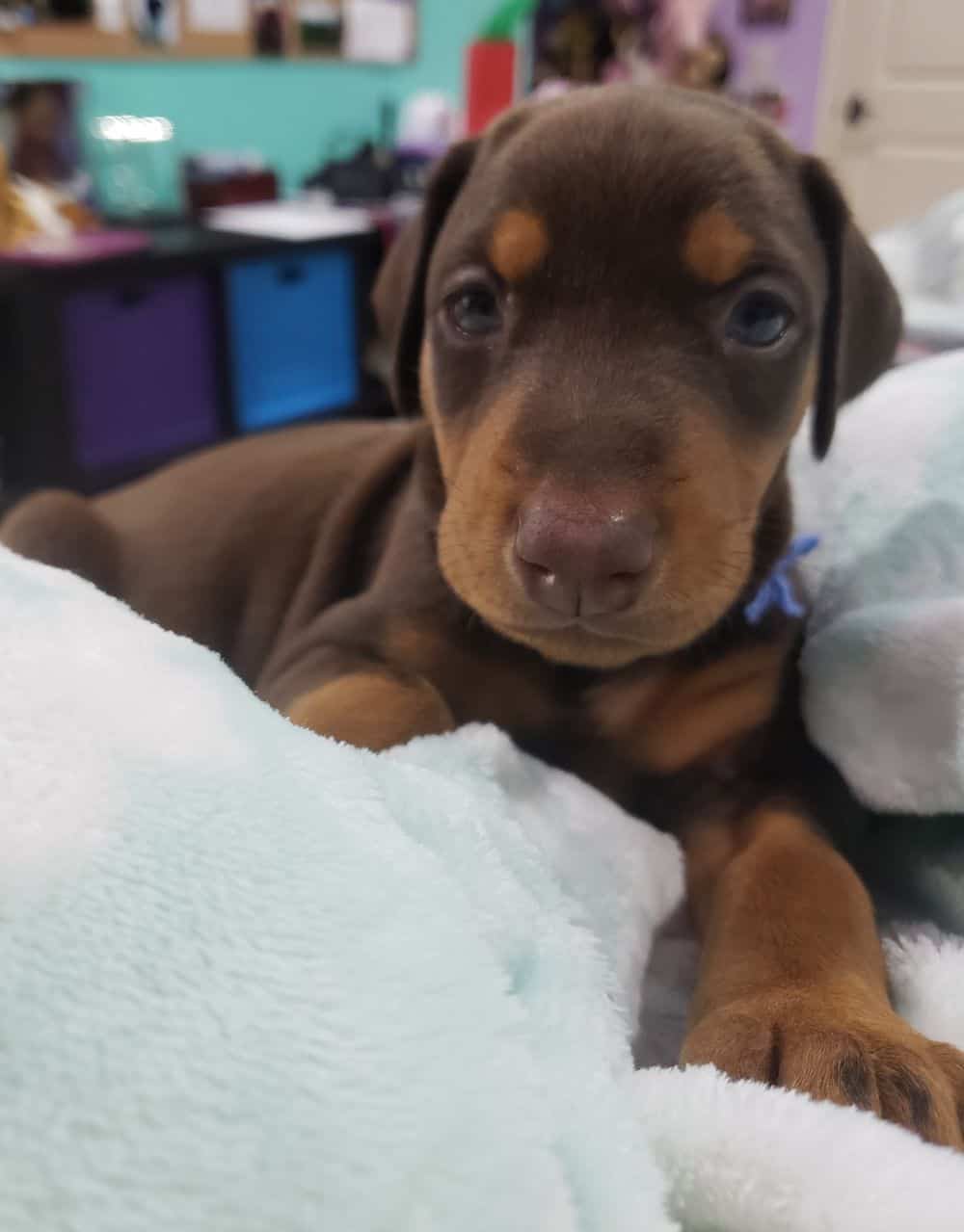 4 week old Doberman pinscher puppy