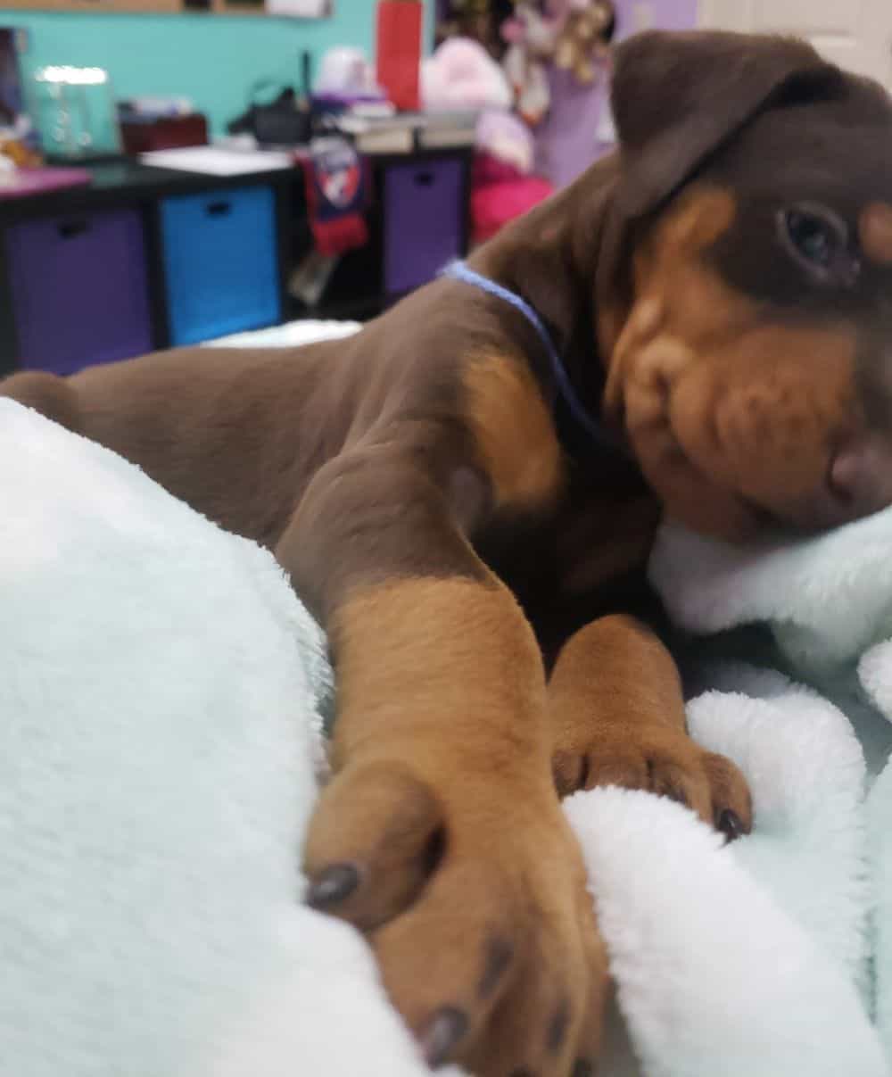 4 week old Doberman pinscher puppy