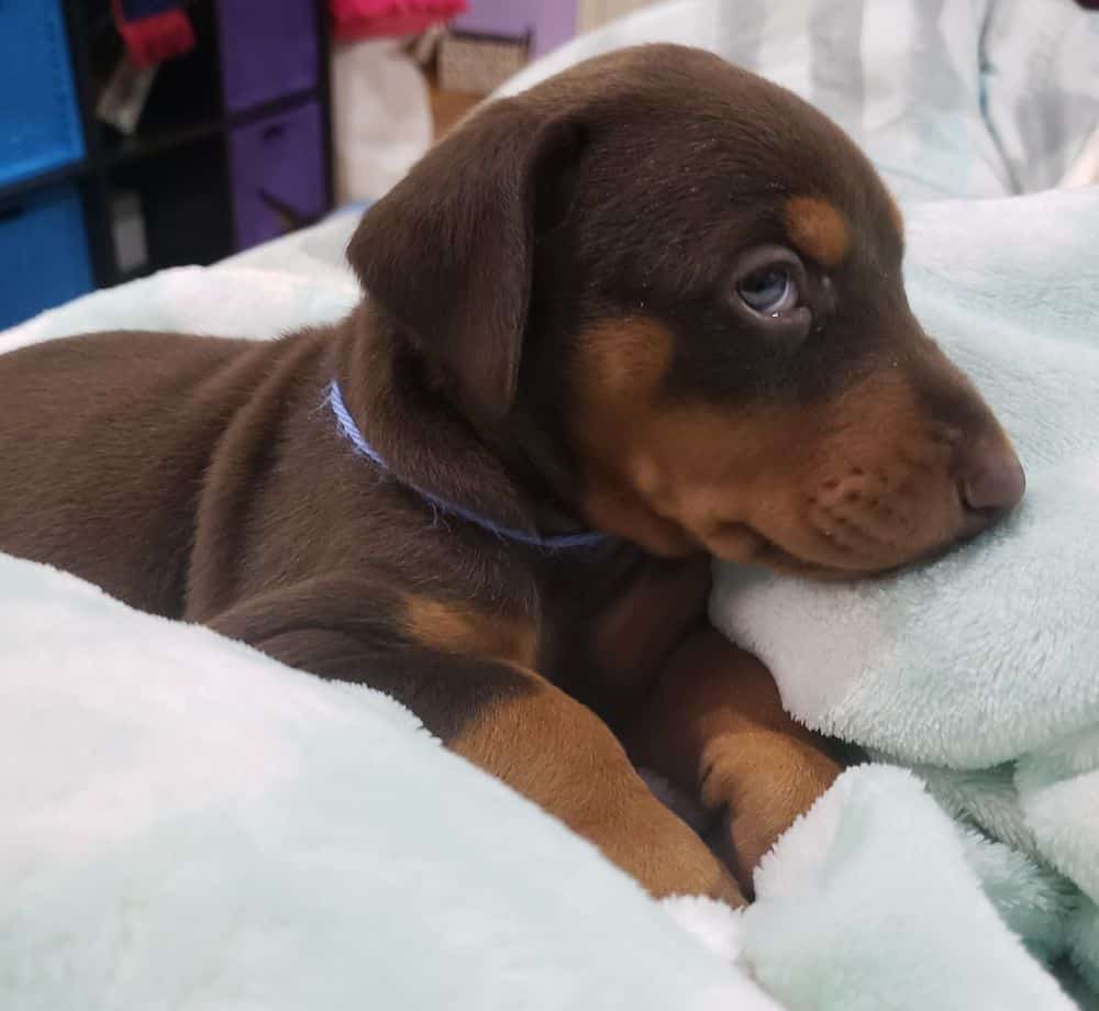 4 week old Doberman pinscher puppy