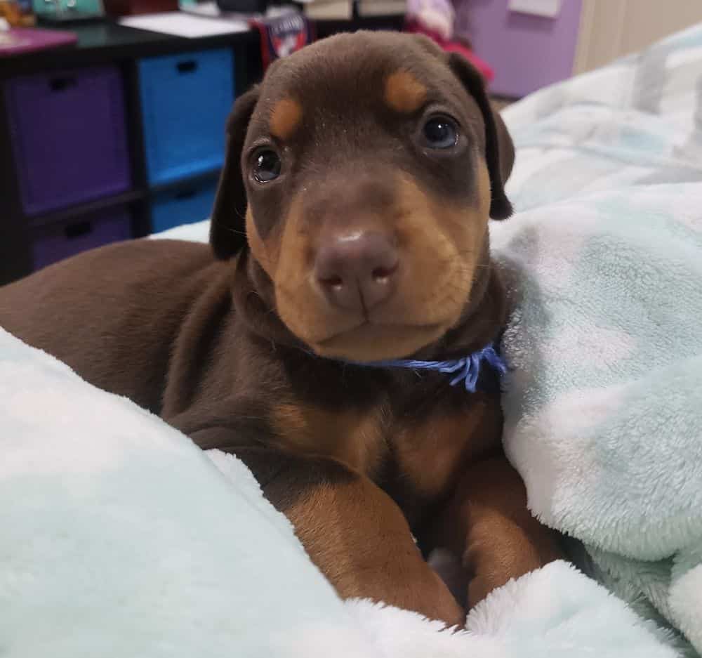 4 week old Doberman pinscher puppy