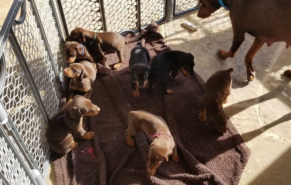 4 week old Doberman pinscher puppies outside