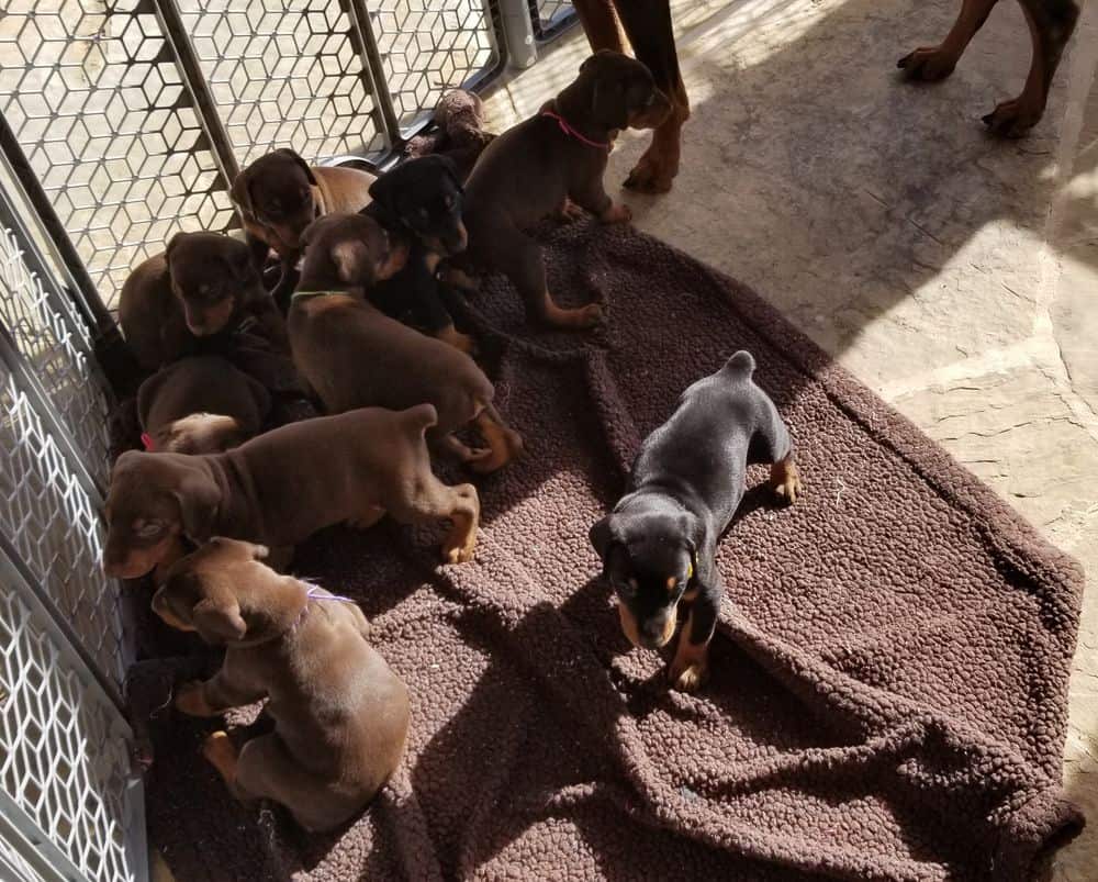 4 week old Doberman pinscher puppies outside