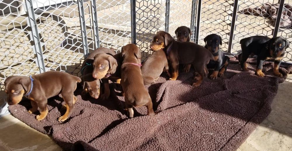 4 week old Doberman pinscher puppies outside