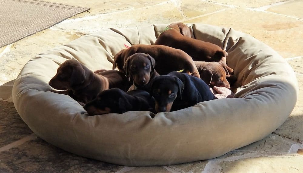 Doberman pinscher puppies outside