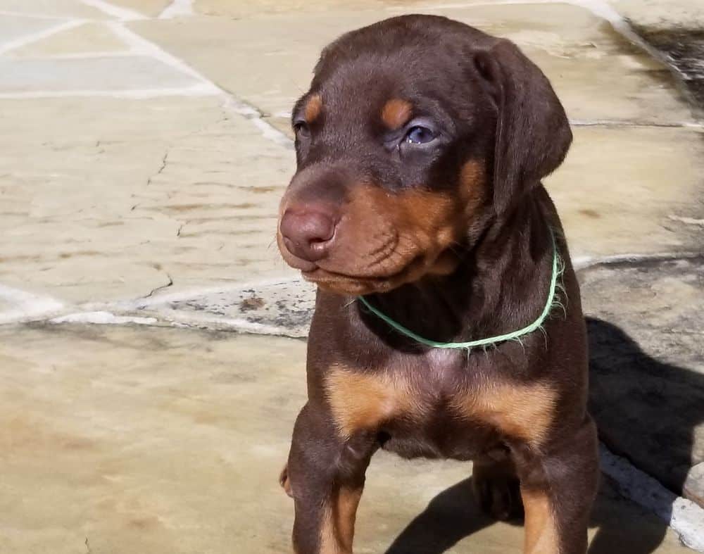 Doberman pinscher puppies outside