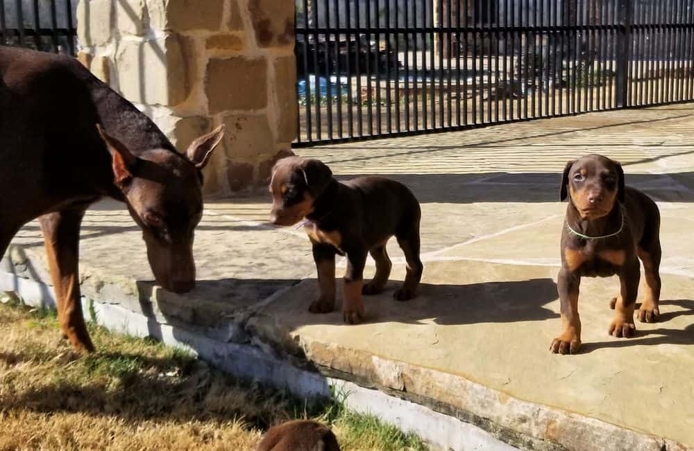 Doberman pinscher puppies outside