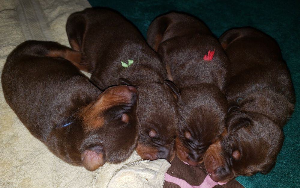 1 week old doberman puppies