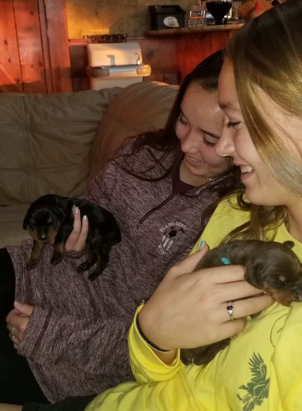 1 week old doberman puppies
