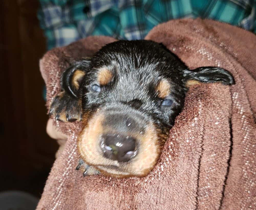 doberman puppy's first bath