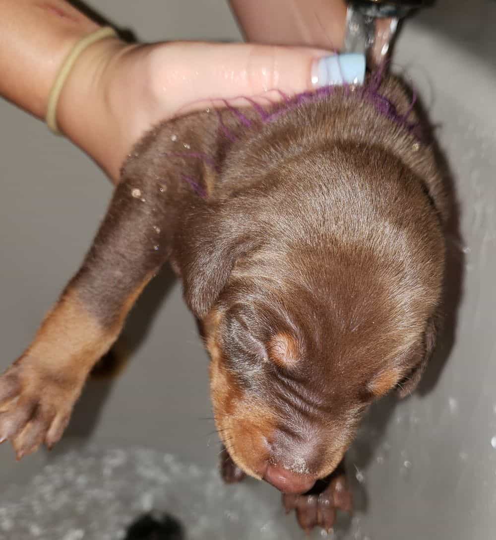 doberman puppy's first bath