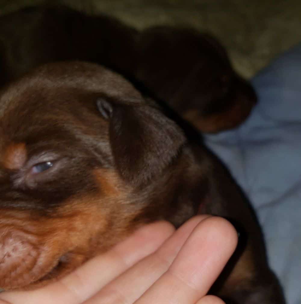 doberman puppy's eyes open