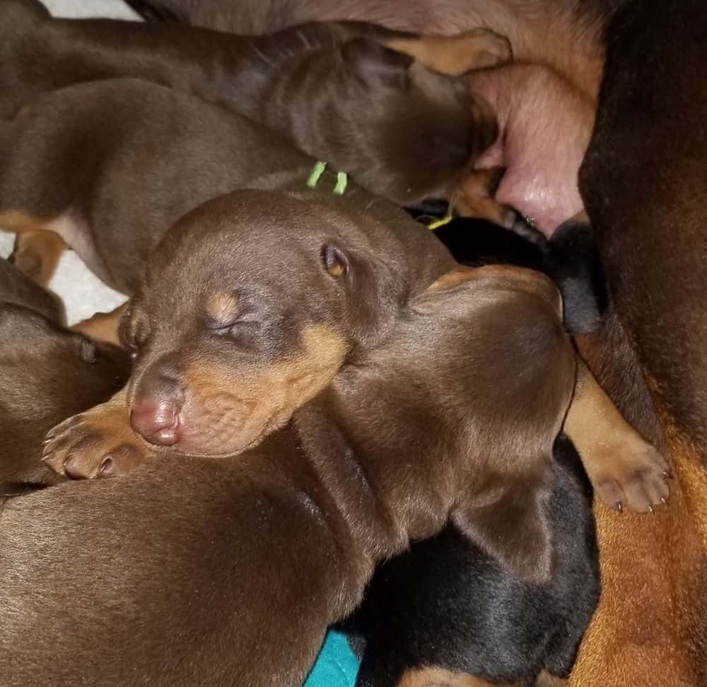Doberman puppies at 2 weeks old