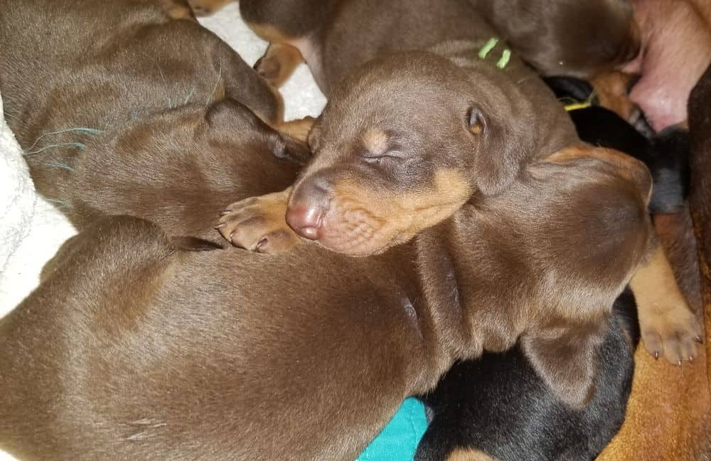 Doberman puppies at 2 weeks old