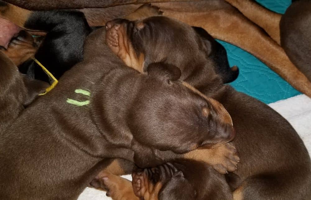 Doberman puppies at 2 weeks old