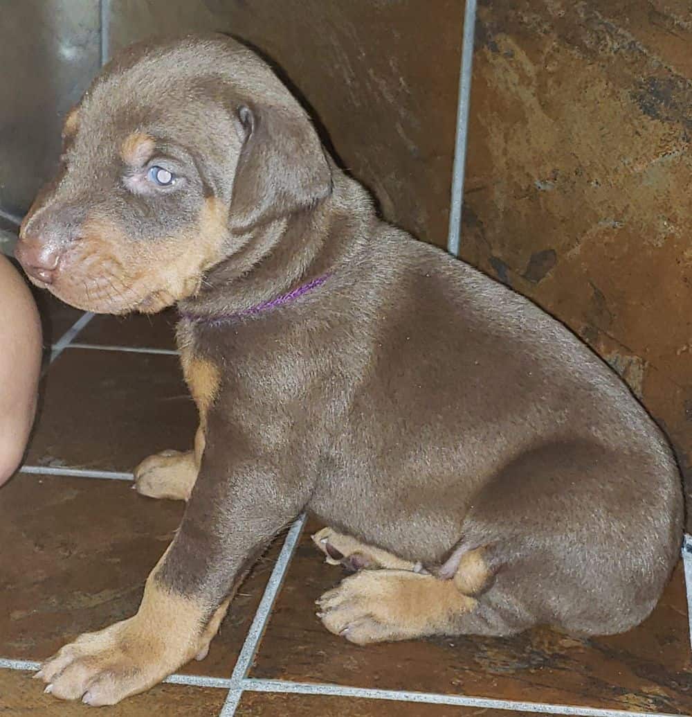 Doberman pinscher puppies