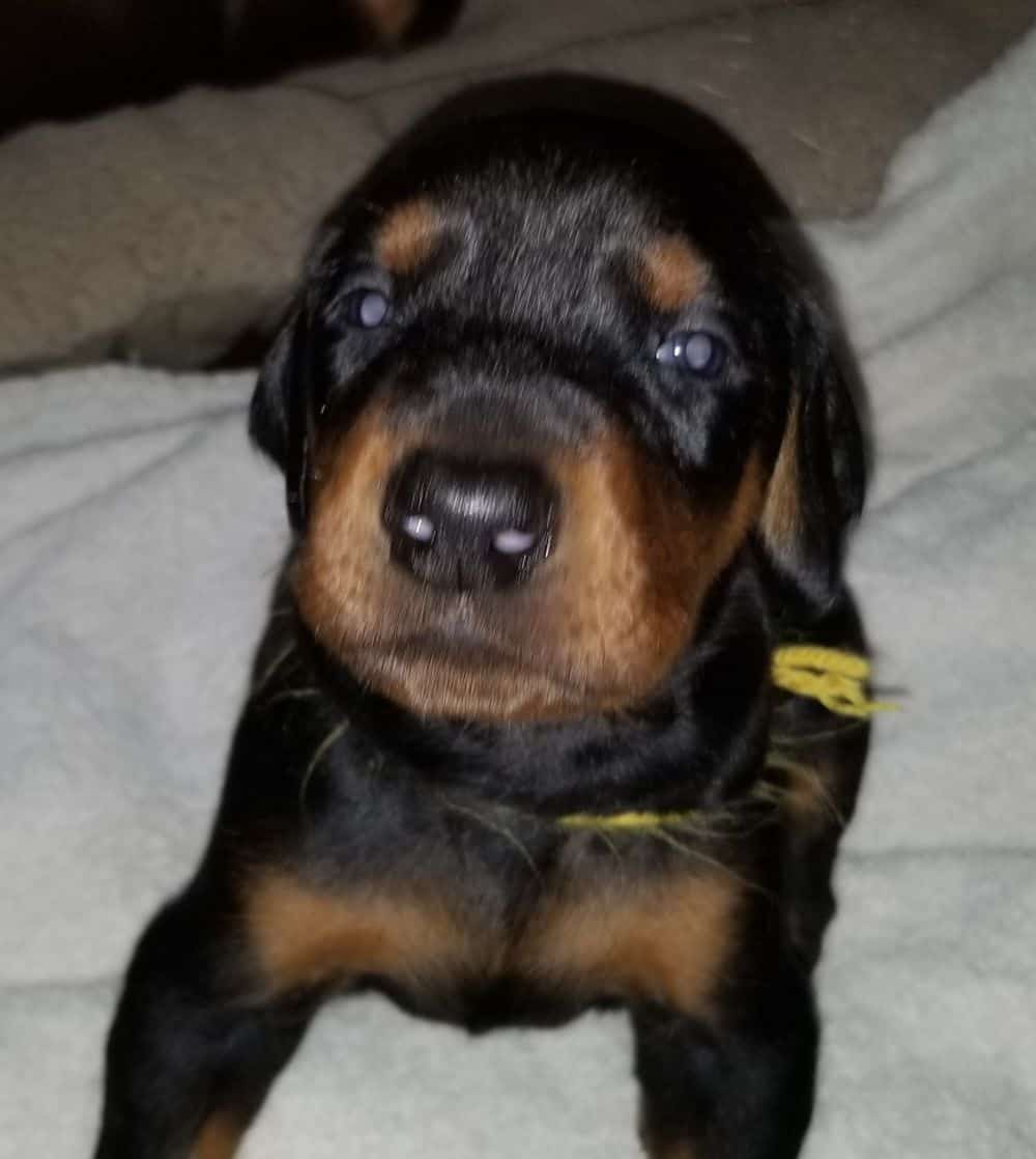 Doberman pinscher puppies