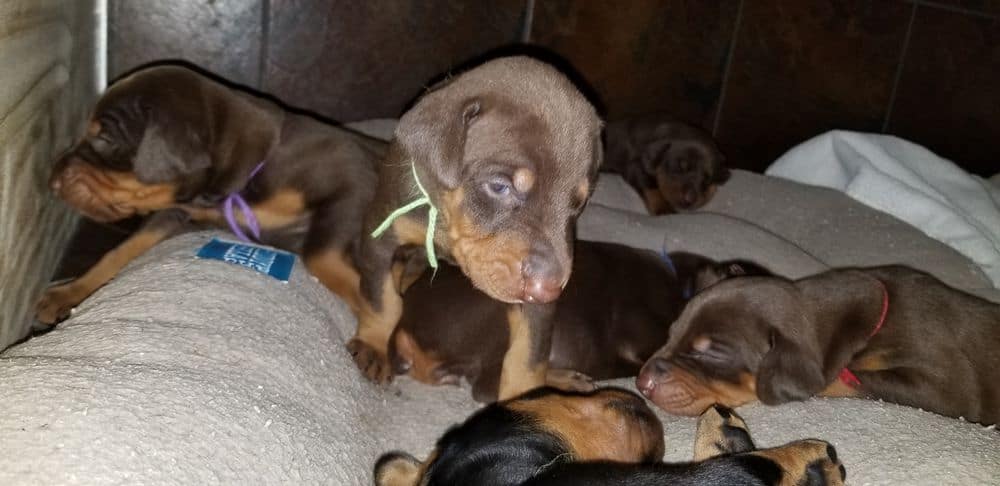 Doberman pinscher puppies