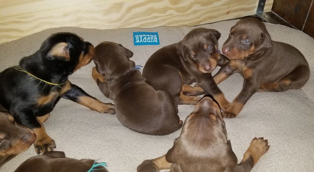 Doberman pinscher puppies