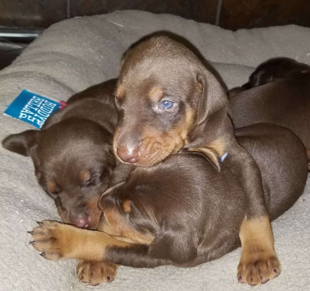 Doberman pinscher puppies