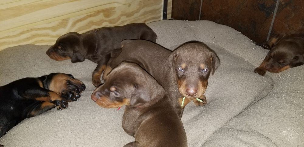 Doberman pinscher puppies