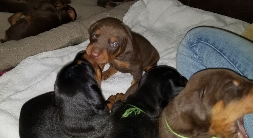 Doberman pinscher puppies