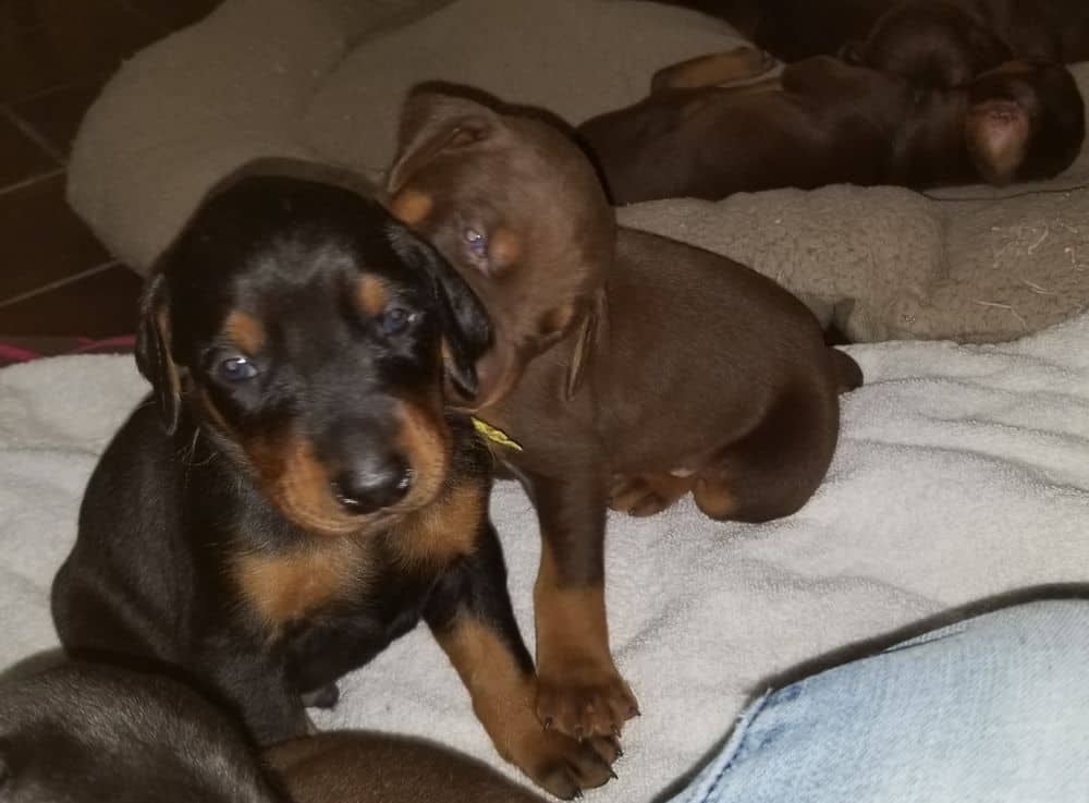 Doberman pinscher puppies